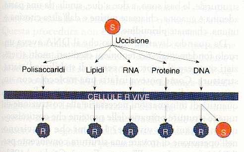 I batteri del ceppo R avevano acquisito caratteristiche genetiche del ceppo S anche se questo era stato