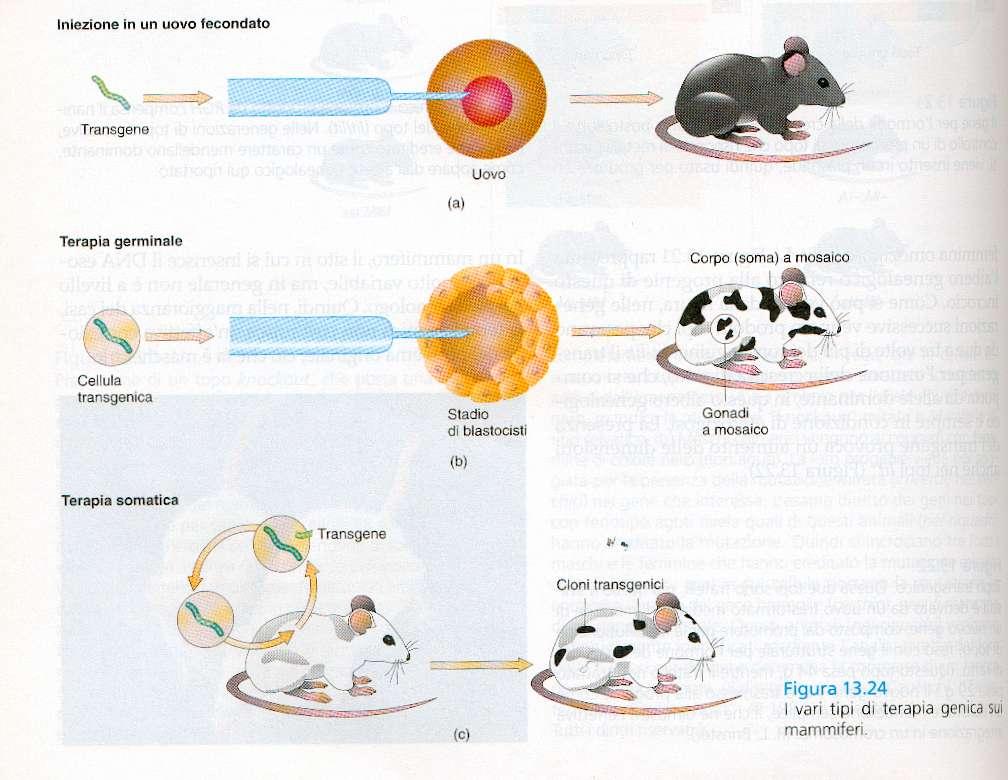 In un animale transgenico, se il DNA estraneo è integrato nel pronucleo, tutte le cellule ne porteranno una copia. In un animale chimerico ciò che è trasferito è una cellula.