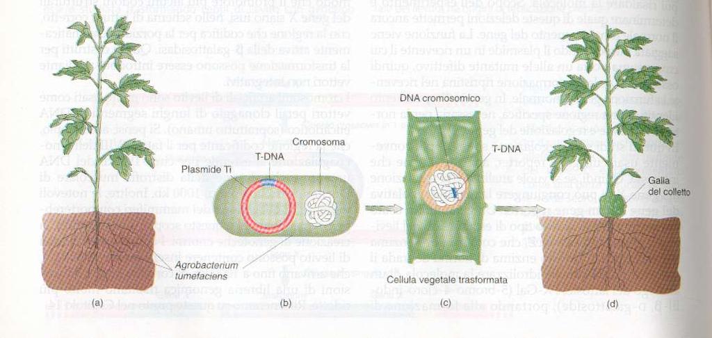 Per le piante, un batterio comunemente presente nel terreno (A. tumefaciens) agisce da agente trasformante.