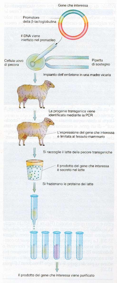 Dal latte dei mammiferi può essere raccolta una grande quantità del prodotto del gene trasferito.