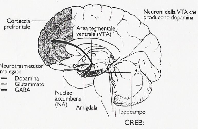 craving bisogno compulsivo di riutilizzare la sostanza di abuso primaria causata dalla alterazione del centro del piacere (area tegmentale ventrale)