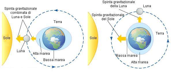 I movimenti del mare: le maree Le maree sono dovute all effetto
