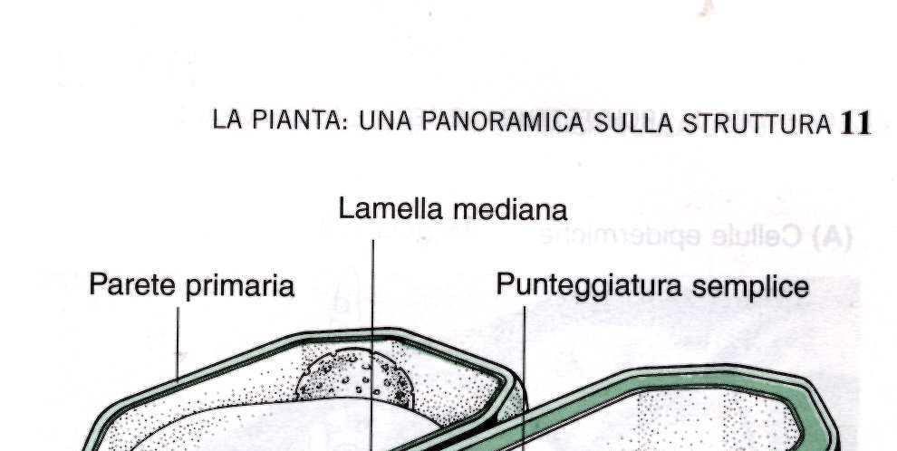 PARETE SECONDARIA depositata tra parete primaria e membrana plasmatica