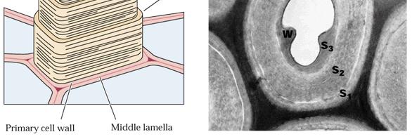 lamella