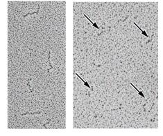 forma legami intermolecolari insolubile Tipica struttura a