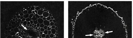 la composizione della parete varia da tessuto a tessuto arabinogalactan protein 1