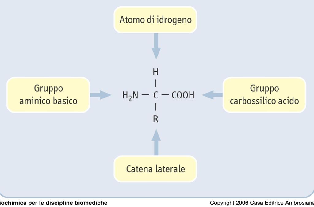 Tutti gli amino acidi hanno la stessa struttura