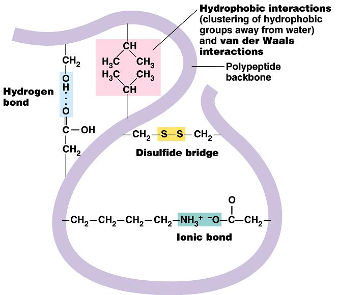 Struttura terziaria delle proteine Ripiegamento di una proteina nello spazio, struttura tridimensionale Caratteristica della struttura terziaria è che amminoacidi lontani nella struttura primaria