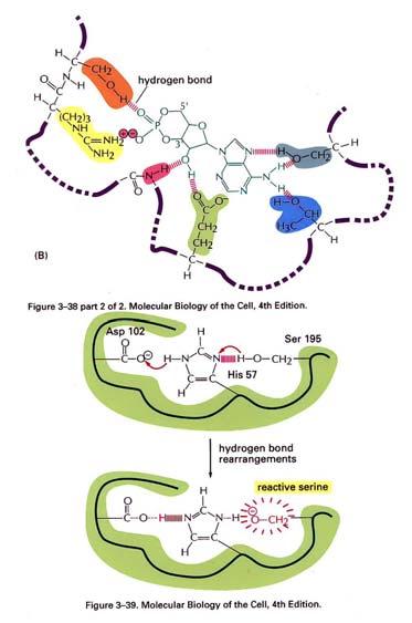 Sito di legame di una proteina (A) Il ripiegamento di una catena polipeptidica crea tipicamente un cratere o cavità sulla superficie della proteina.