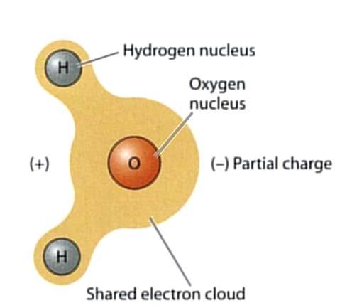 L acqua è una molecola altamente polare Il nucleo altamente elettronegativo dell ossigeno attira a sé gli elettroni che esso condivide con i nuclei di