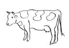 Colora gli animali con i colori (10 punti) ESEMPIO: La mucca è bianca a.