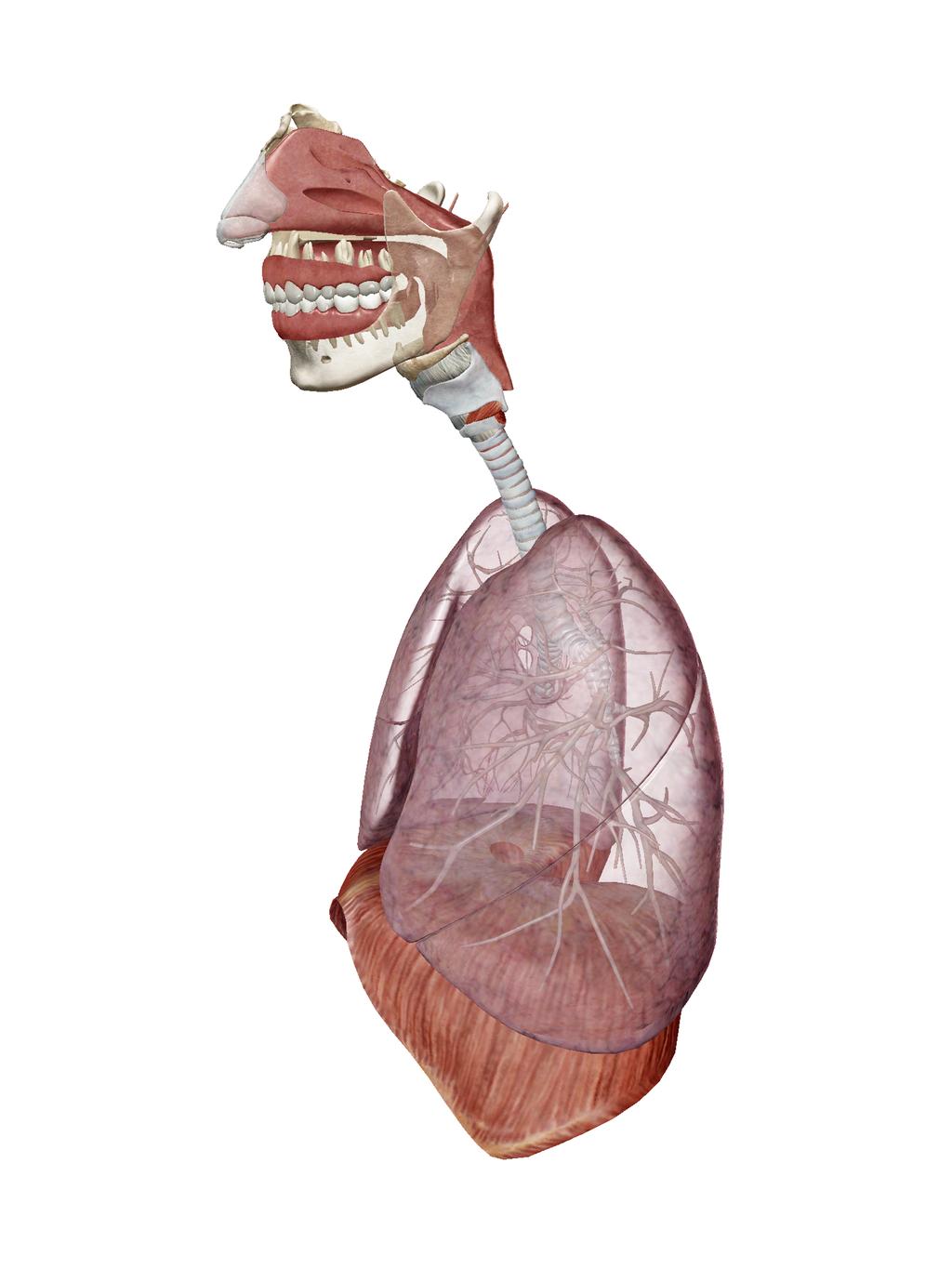 Attività 1: Laboratorio apparato respiratorio Non hai la RA? Seleziona la vista 1. Apparato respiratorio. 2. Compila gli spazi vuoti.