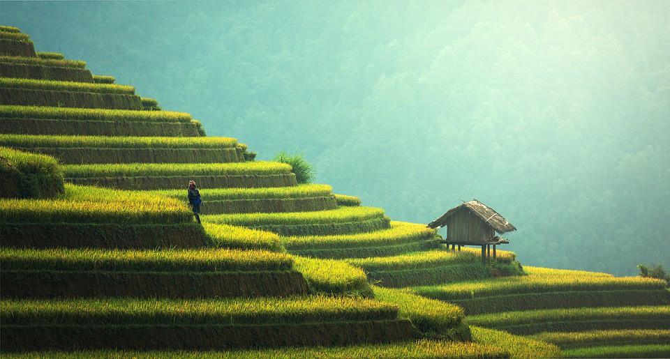 QUINTO GIORNO Partenza per Moc Chau Plateau, regione ricca di piantagioni di tè e allevamenti di bovini.