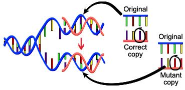 Il DNA e le mutazioni A
