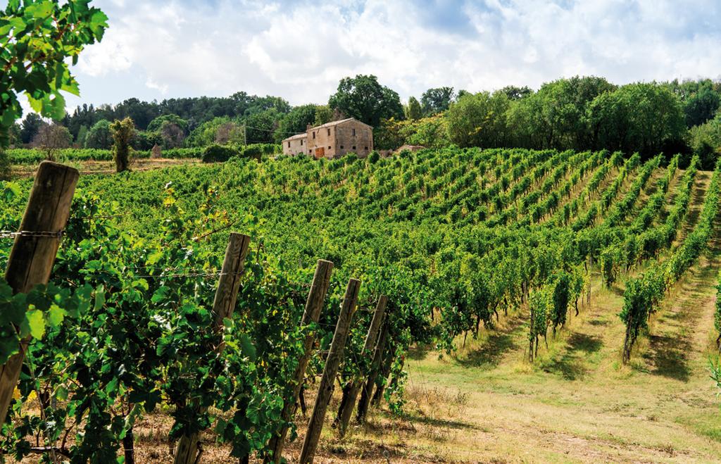 CASTELLI DI JESI PLENIO LE BUSCHE MAXIMO Castelli di Jesi Verdicchio Riserva DOCG