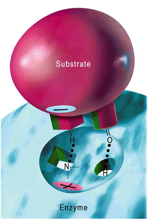Modello Lock and Key: l enzima si combina chimicamente col substrato 2 Il sito attivo o catalitico è