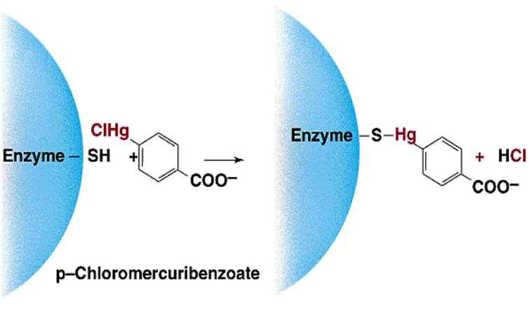 30 Esempi di inibizione non-competitiva Molti veleni e composti mercuriali (reagiscono con -SH