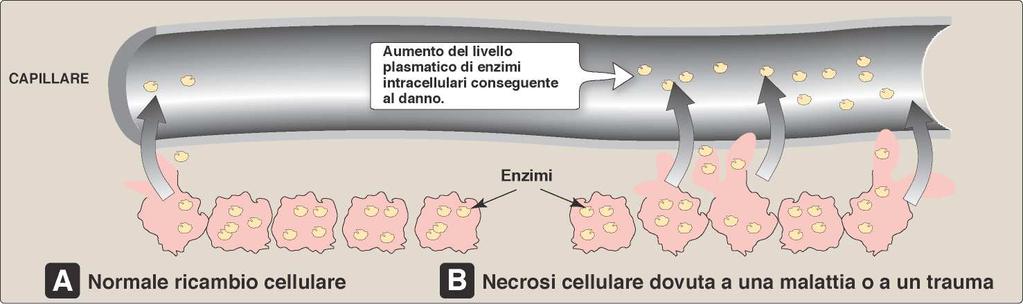 Enzimi del plasma 38 Specifici del plasma, con un ruolo ben definito (es: enzimi della coagulazione) Specifici di un tessuto, si ritrovano nel plasma solo in seguito alla lesione di quel tessuto