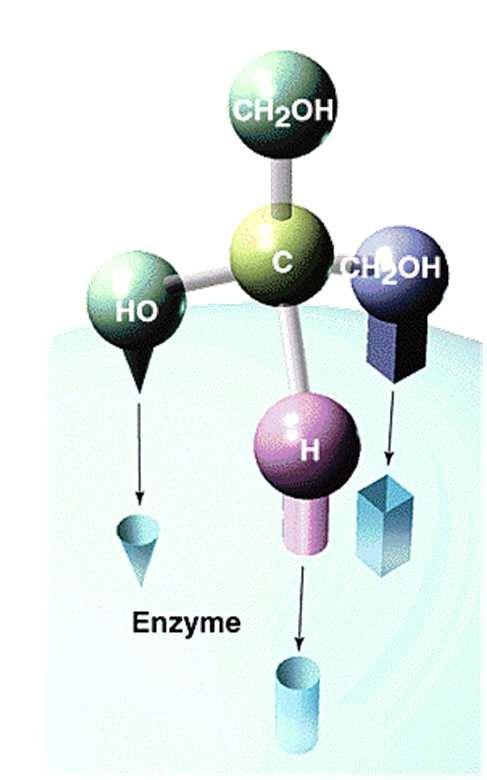 6 Specificità Gli enzimi riconoscono selettivamente i propri substrati Gli enzimi catalizzano specifiche reazioni La specificità è
