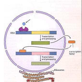 L auxina attiva la trascrizione genica - geni precoci - geni tardivi