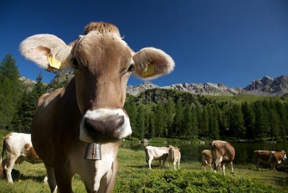 00 piazzale accesso Lago San Pellegrino - durata: 3 h circa Prezzo standard: 17, bambini (4-12 anni) 8 con Val di Fassa Card 15 adulti, 6 bambini 5 adulti e bambini gratuiti (fino a 12 anni) per i