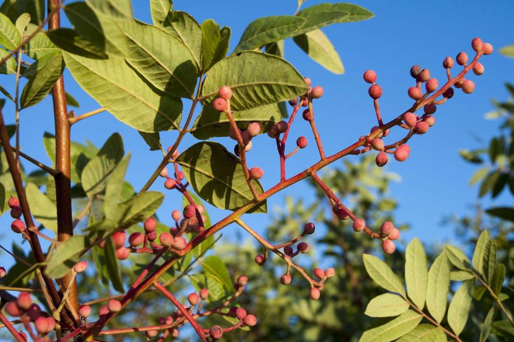 O t t o b r e Terebinto (Pistacia terebinthus) Sicilia Saverio Cacopardi D L M M G V S D L M M G V S D L M M