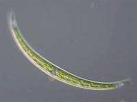 Closterium aciculare T.W.