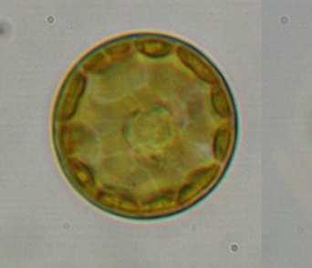 Nel campionamento di Giugno 2011 le specie fitoplanctoniche identificate appartengono alle classi Dinophyceae (Ceratium hirundinella), Bacillariophyceae ( Cyclotella Cymbella), Chlorophyceae