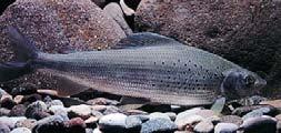 LE TROTE La trota (Salmo trutta) è un pesce che vive in acque dolci ed appartiene alla famiglia dei Salmonidi dell'ordine dei Salmoniformes.