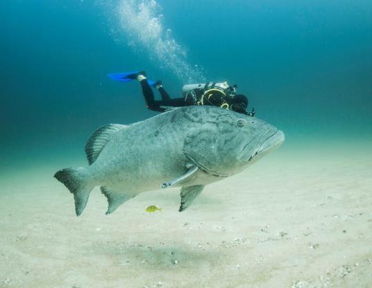 Si inizia proprio a Magdalena bay con tre full day in barca privata, a nostra completa disposizione, per vivere l