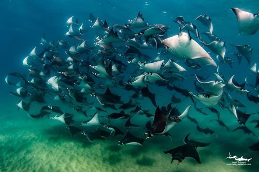 Mexican Sardine run!