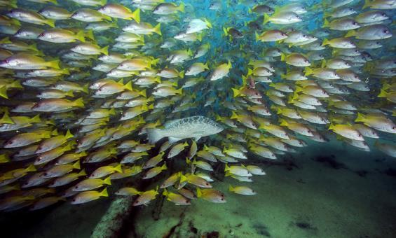 ricchezza di flora e fauna che caratterizza questo tratto di mare.