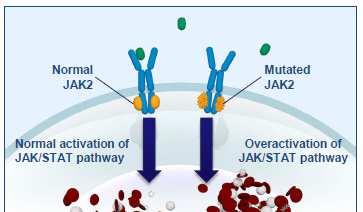 Polycythemia Vera is a chronic and rare hematologic cancer The JAK-STAT pathway plays a central role in the signaling and proliferation of hematopoietic progenitor cells Almost all patients with PV (