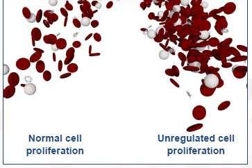 and blood cell overproduction in PV 2-13 Red blood cells (RBCs) White blood cells (WBCs) Source: 1 Orphanet; GISP, 1995; 2 Mesa et al., 2007; 3 Mesa et al., 2009; 4 Emanuel et al.