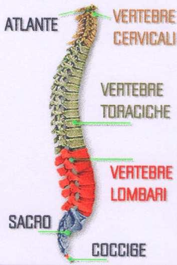 AGENTE TRAUMATICO DIRETTO (COLPO ALLA SCHIENA O COLLO) INDIRETTO