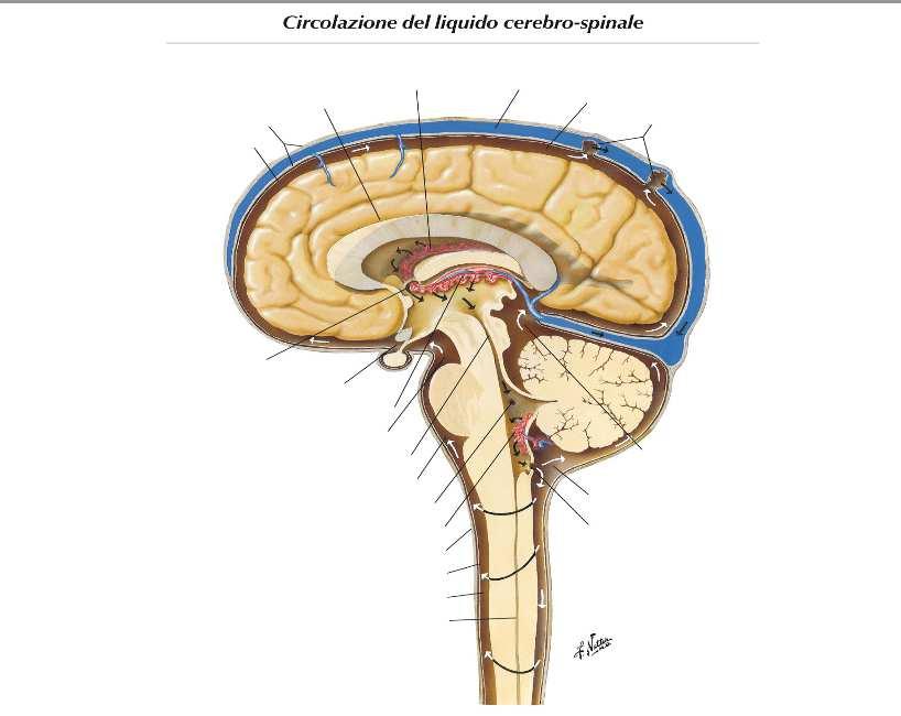 LA MALATTIA INVASIVA BATTERICA E MENINGITE Cosa è?