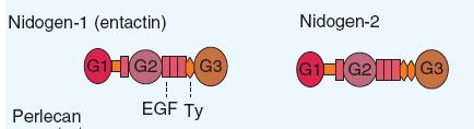 Nidogeno/Entactina Tipica proteine della lamina basale. Ci sono due tipi, nidogeno 1 e nidogeno 2. Entrambi sono un singolo polipeptide a forma di manubrio.