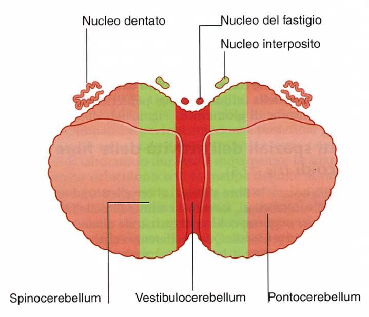 Nucleo globoso +! Nucleo emboliforme Collegamenti:! Midollo spinale (controllo della postura e del movimento) Collegamenti:! Nucleo vestibolare!