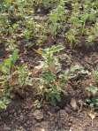 foglie vere) Amaranthus