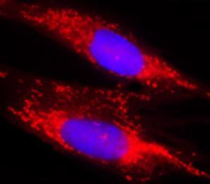 mitocondriale che non si osserva nelle cellule di origine maschile Il grafico