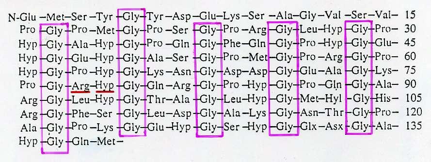 La struttura primaria del collageno è insolita: (Gly-X-Y) n X è molto spesso Pro, Y è molto spesso Hyp, 1/3 degli aminoacidi è