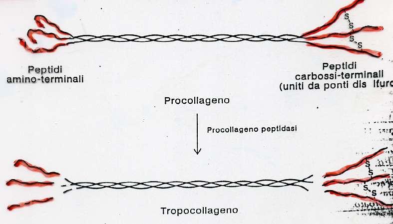 LA MATURAZIONE DEL COLLAGENO Il procollageno é il precursore del tropocollageno.