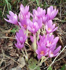 Colchicum