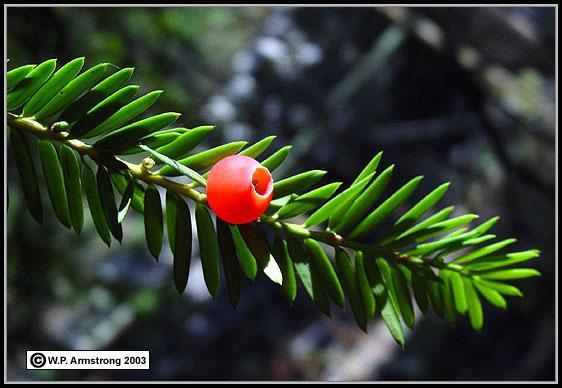 Taxus