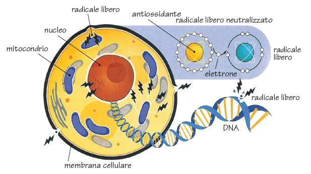 Stress ossidativo e radicali liberi I radicali liberi sono specie chimiche molto instabili e reattive che provocano reazioni a catena e recano danni alle biomembrane.