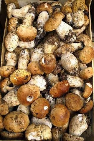 Funghi porcini freschi Il più famoso fungo al mondo,il PORCINO, noto per il suo sapore forte ed intenso che dona un gusto unico alla Vostra cucina.