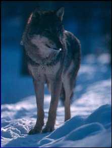 198-8 Wolf population
