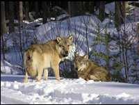 18) Wolf size: = 48 kg; = kg