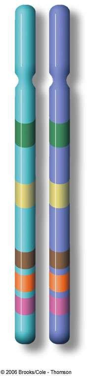 A pair of homologous chromosomes, (1 from mom, 1 from dad) Humans have 23 pairs of homologous chromosomes GENE unit of DNA information about a