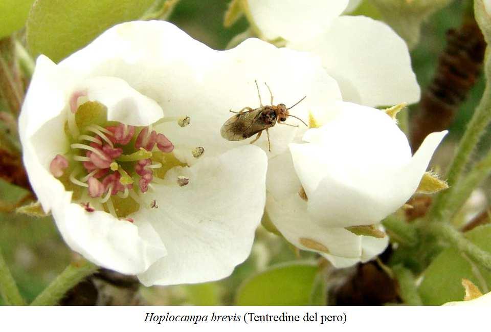 stazioni 4 trappole Altri fitofagi